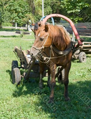 brown horse