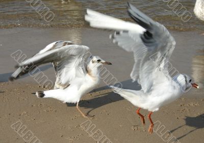seagulls  on the beach
