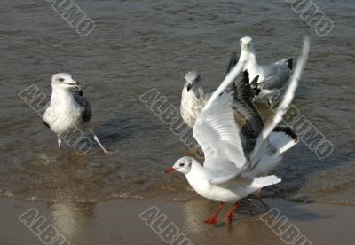 seagulls  on the beach