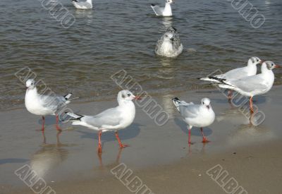 seagulls  on the beach