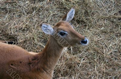 young waterbuck