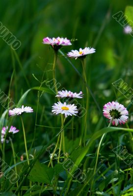 tender wildflowers