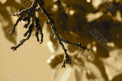 Dried branch Dried branch