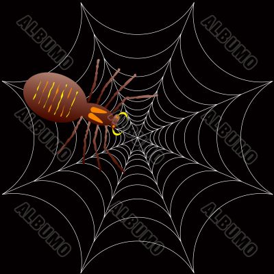halloween spooky spider