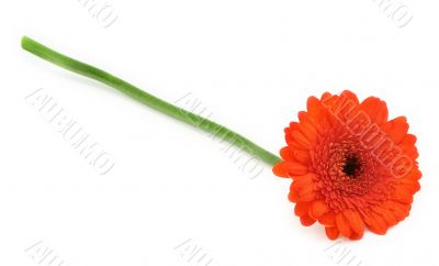 gerbera flower