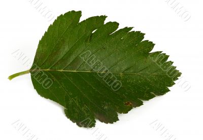 green leaf