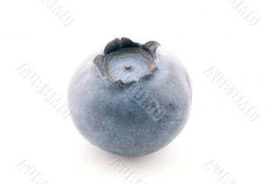 Solitary Blueberry Solitary Blueberry
