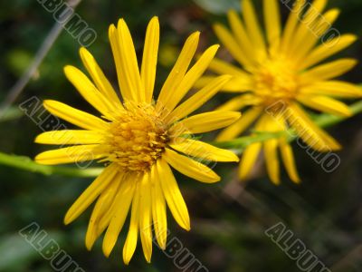 camphorweed camphorweed