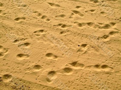 bird and human sandy footprints