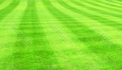 Lush green sports lawn