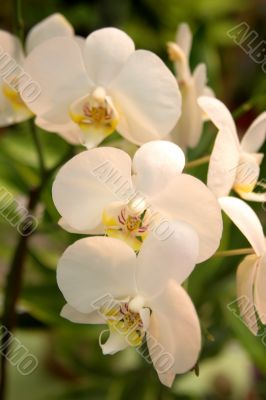 Artificial flower is the orchid