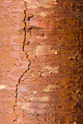 Texture from a birch bark