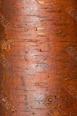 Texture from a birch bark