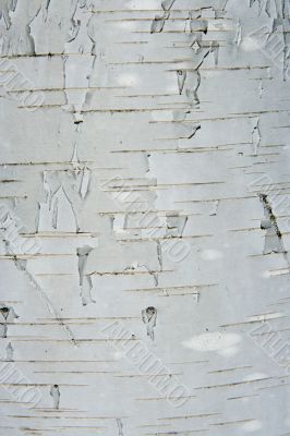 Texture from a birch bark