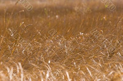 dry grass