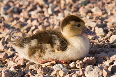 duckling duckling
