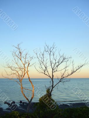 Bare Trees at Beach
