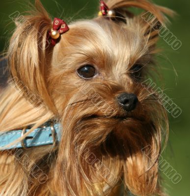 Yorkshire terrier