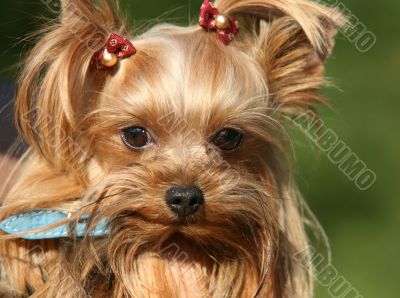 Yorkshire terrier