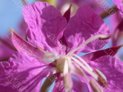 rose-bay flowers