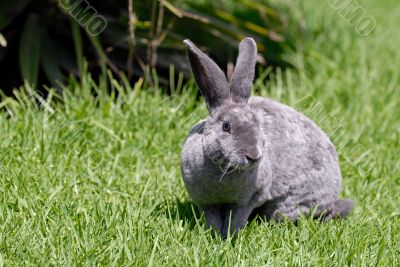 the grey rabbit on the grass