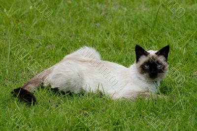 the siamese cat