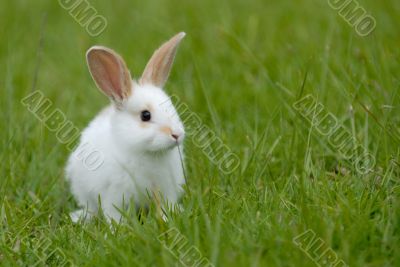 white rabbit on the grass