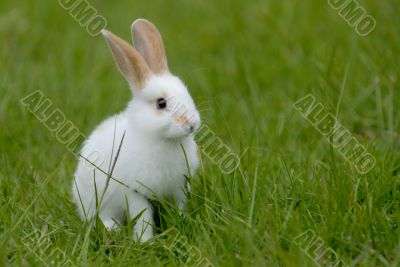 white rabbit on the grass