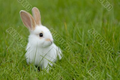 white rabbit on the grass