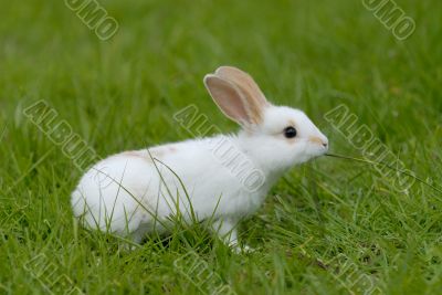 white rabbit on the grass