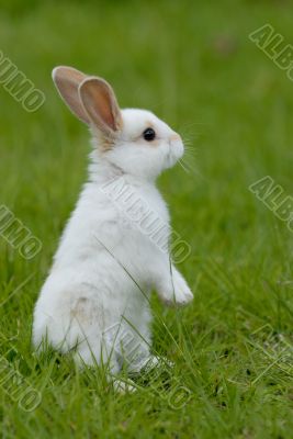 white rabbit on the grass