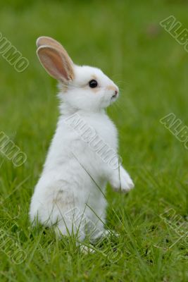 white rabbit on the grass