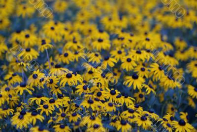 black eyed susans