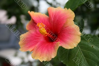 gumamela flower - Hibiscus rosa-sinensis