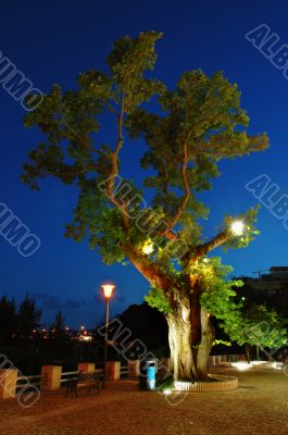 Tree at evening