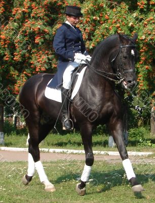 equestrian saddlewoman on black stallion