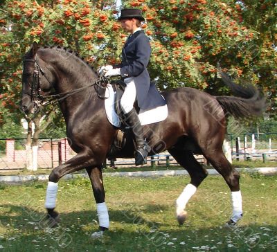 equestrian saddlewoman on black stallion