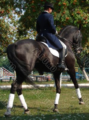 equestrian saddlewoman on black stallion