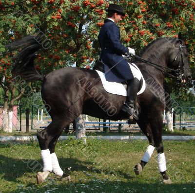 equestrian saddlewoman on black stallion