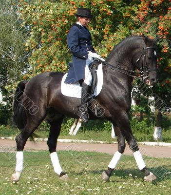 equestrian saddlewoman on black stallion