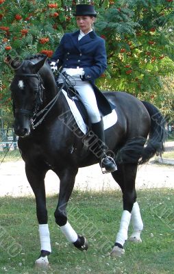 equestrian saddlewoman on black stallion