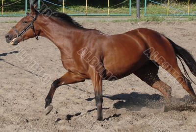 Jumping and running equestrian horse