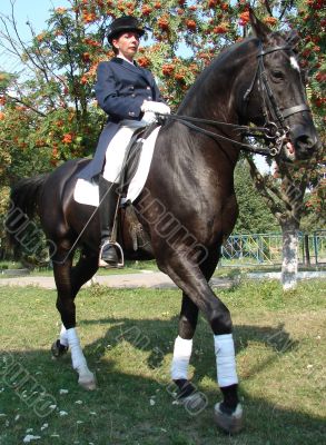 equestrian saddlewoman on black stallion