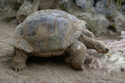 the galapagos turtle