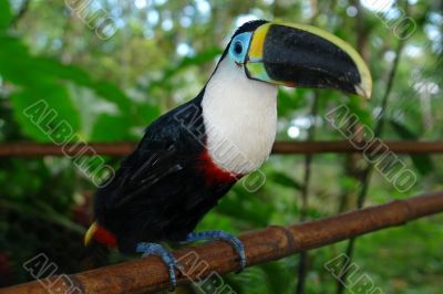 amazonian rain forest toucan