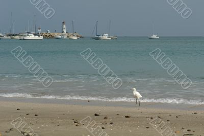 ecuadorian white heron