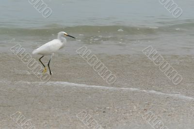 ecuadorian white heron