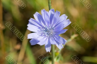 Chicory close-up