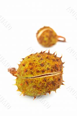 cupule isolated cupule isolated