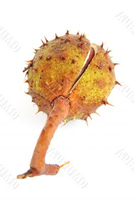 cracked cupule with stem cracked cupule with stem